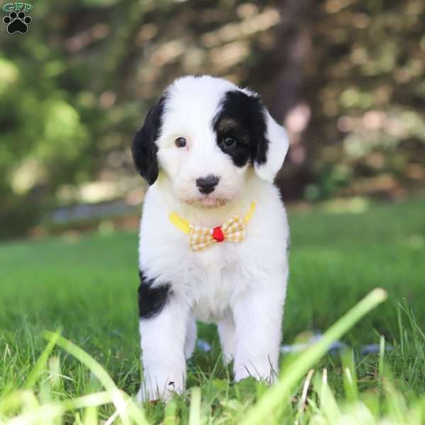 Ollie, Sheepadoodle Puppy